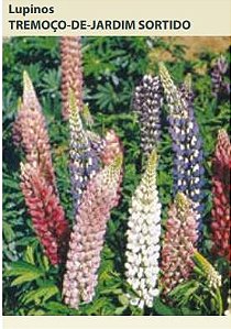 Semente Lupinos Sortido Tremoco de Jardim 1,0g
