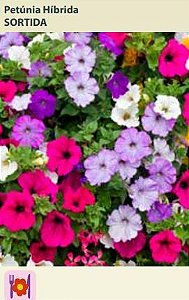 Semente Petunia Hibrida Sortida 0,1g