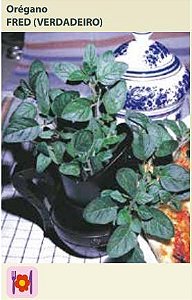Semente Temp Oregano Verd 0,05g
