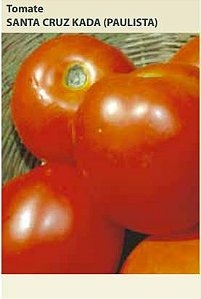 Semente Tomate Santa Cruz K. Paul 0,8g