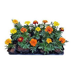 Muda de Flor Tagete