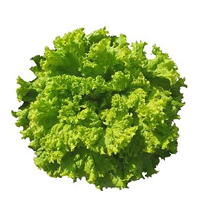 Muda de Alface Crespa Filo