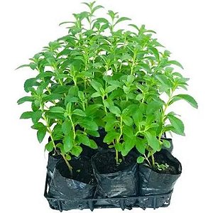 Muda de Cha Stevia
