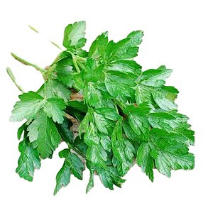 Muda de Salsa Grauda Portuguesa