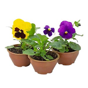 Muda de Flor Amor Perfeito
