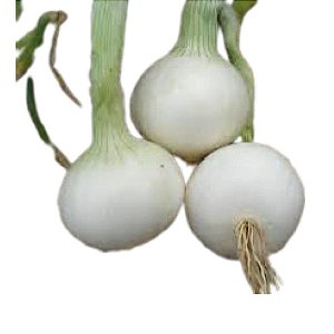 Muda de Cebola Br29 Crio (branca)