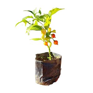 Muda de Pimenta Bico Mix
