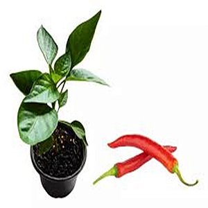 Muda de Tempero Pimenta Dedo de Moca