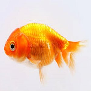 Peixe Cometa Comum P/m - Carassius Auratus