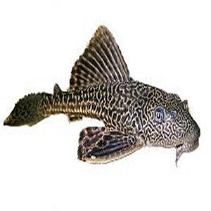 Peixe Cascudo Abacaxi P/m - Ancistrus Spp