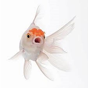 Peixe Telescopio Red Cap m - Carassius Auratus