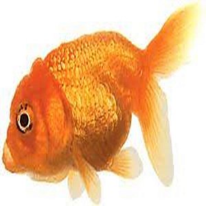 Peixe Cauda de Veu Calico P - Carassius Auratus
