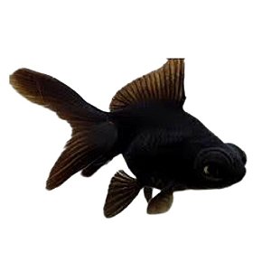 Peixe Telescopio Negro P/m - Carassius Auratus