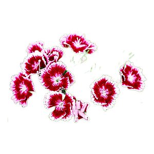 Muda de Flor Cravina G