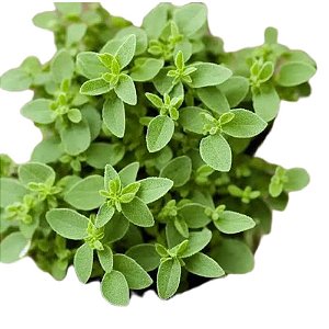 Muda de Tempero Oregano Folha Larga