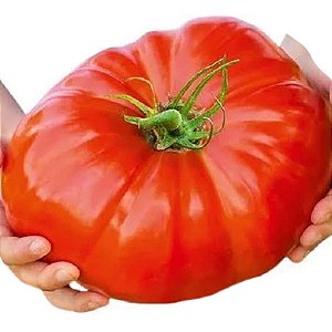 Muda de Tomate Hibrido Gaucho Florida Pote
