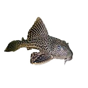 Peixe Cascudo m - Ancistrus Spp