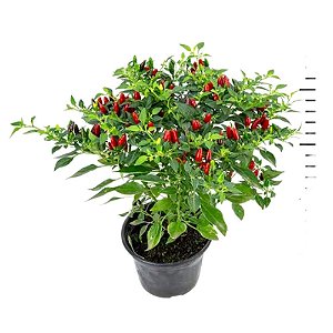 Muda de Tempero Pimenta Malagueta