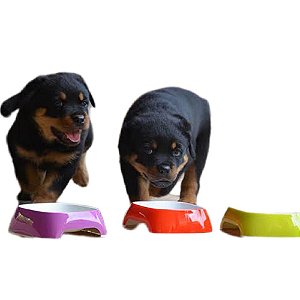 Comedouo Tigela Glam Grande Cores Variadas - Ferplast