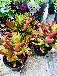 Crassula Capitella pote 11