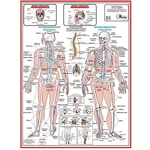 Mapa Anatomia Humana Esquelético I Mostruário 1,20 X 0,90m