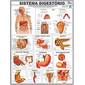 Mapa Sistema Digestório Mostruário 1,20 X 0,90m