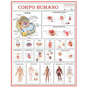 Mapa Sistema Corpo Humano Mostruário 1,20 X 0,90m