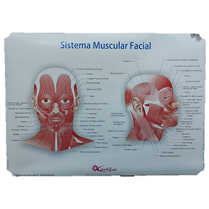 Mapa Sistema Muscular Facial Mostruário 45x65cm