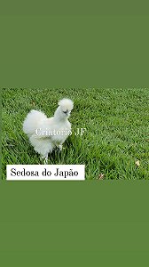 20 - OVOS - MIX  SURPRESA - GALINHAS ORNAMENTAIS