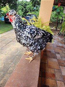 12 OVOS DE GALINHA BALÃO SERTAJENA - GSB ( DE BAIXA GRANDE)