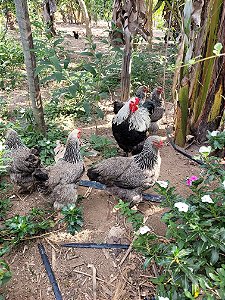 DUZIA DE OVOS BRAHMA DARK