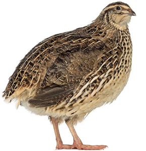 OVOS DE CODORNA GIGANTE - 60 OVOS