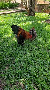 DUZIA Ovos Galinha BRAHMA PERDIZ