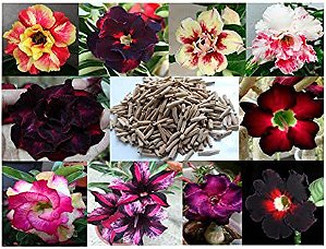 20 Sementes de Rosa do deserto