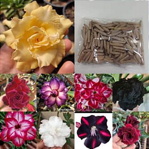 50 sementes de Rosa do Deserto Cores Especiais