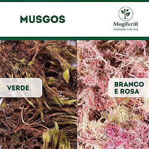 Musgo Verde Plantas Orquídeas Artesanato Arranjo 40gr