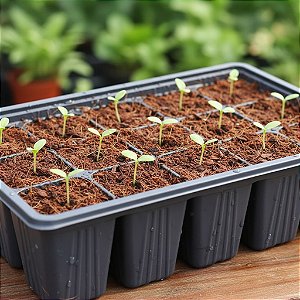 Pó de Coco Pré Lavado - Germinação