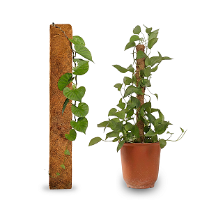 Estaca de Fibra de Coco para Plantas