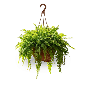Vaso Cuia de Plástico para Plantas