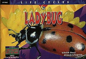 Lady Bug