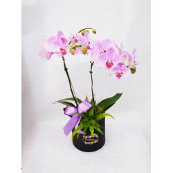 Box luxo com orquídea lilás