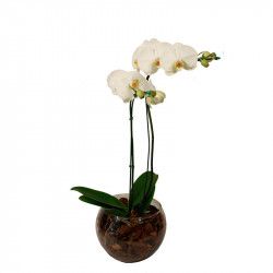 Vaso de orquideas brancas em aquário de vidro com casca de madeira