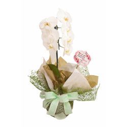 Vaso de orquídea branca ou lilás