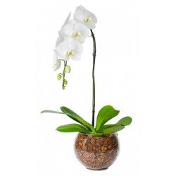 Orquídea phalaenopsis cascata cor branca