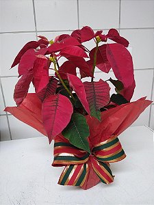 vaso de poinsettia flor simbolo natalino