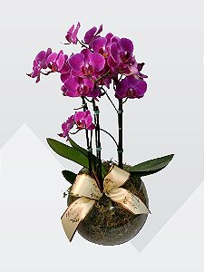mini orquidea em aquário de vidro