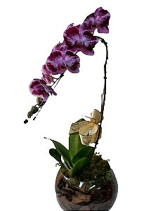 orquídea cascata exótica vinho