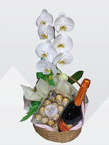 orquidea phalaenopsis espumante Garibaldi linha premium