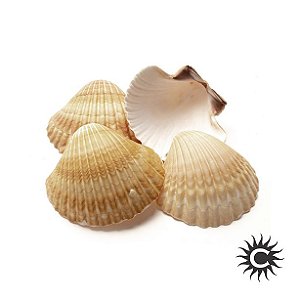 Concha Shell - 10 Unidades
