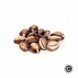 Búzio Marrom Fechado – Unidade